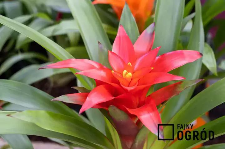 Pielęgnacja roślin hybrydowych