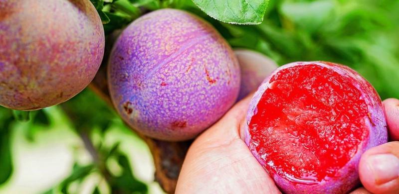 Stres roślin i wpływ środowiska