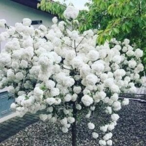 Migdałek biały w nowoczesnej oprawie – elegancja i subtelność w każdym detalu