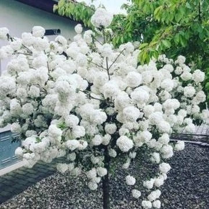 Migdałek biały w nowoczesnej oprawie – elegancja i subtelność w każdym detalu