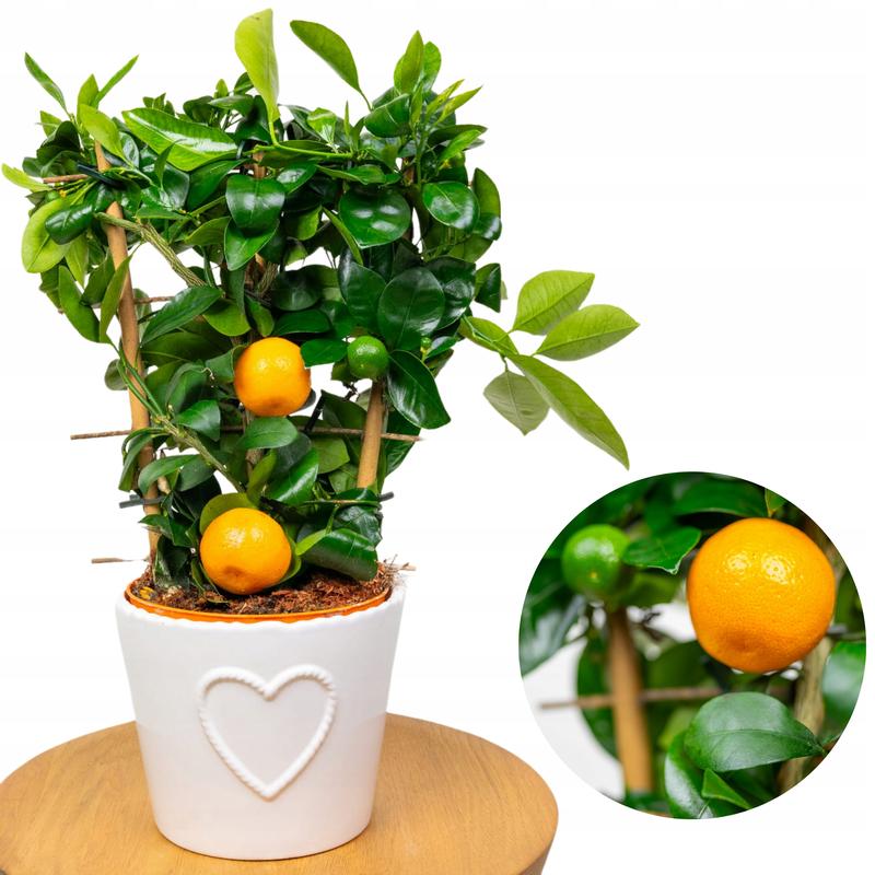 Jak dobrać odcień mandarynki