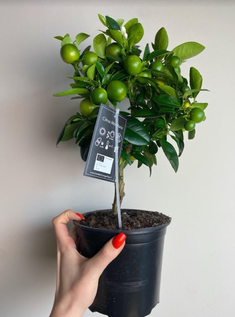 Mandarynkowy manicure