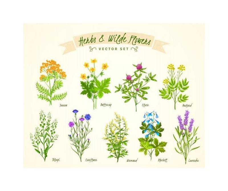 Zioła na trądzik i stany zapalne