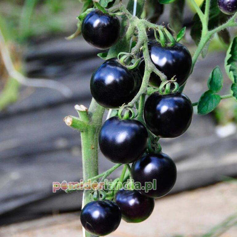 Indigo Rose Pomidor: Czym zaskoczy nas ta nowość w ogrodach?